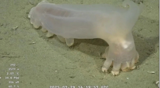 El streaming del fondo marino, furor en YouTube: ciencia que supera a la política